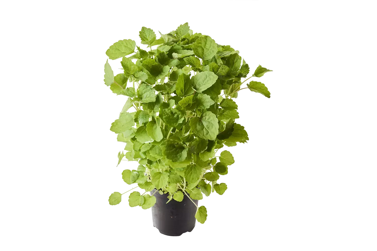 BIO Agastache drop kruid in pot doos 2st stuk